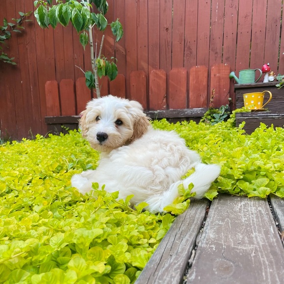 Meet your Posher, Lauren - Picture 10 of 10